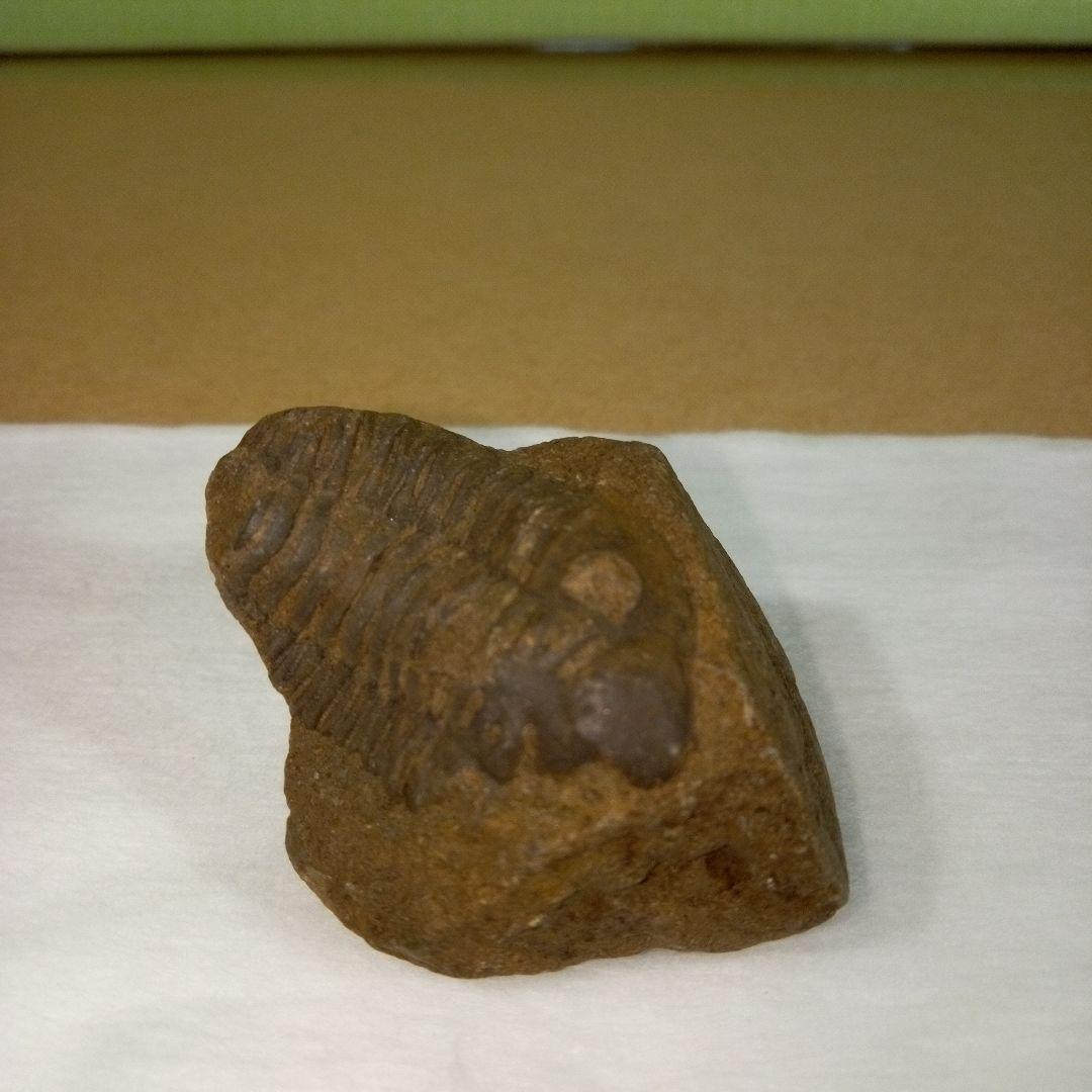 三葉虫 化石 fossil ボリビア産 trilobite ノジュール管理②-