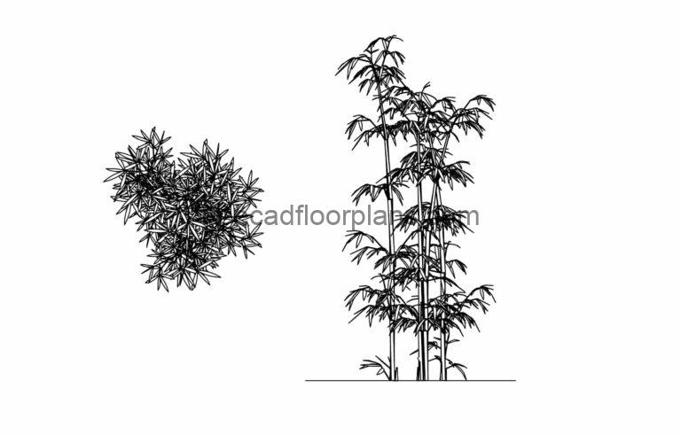 Bamboo Plant drawing elevation and plan views cad block file for free download