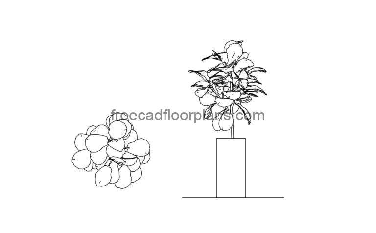 fiddle leaf fig tree drawing elevatin and plan cad block for free download