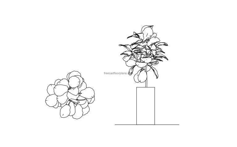 fiddle leaf fig tree drawing elevatin and plan cad block for free download