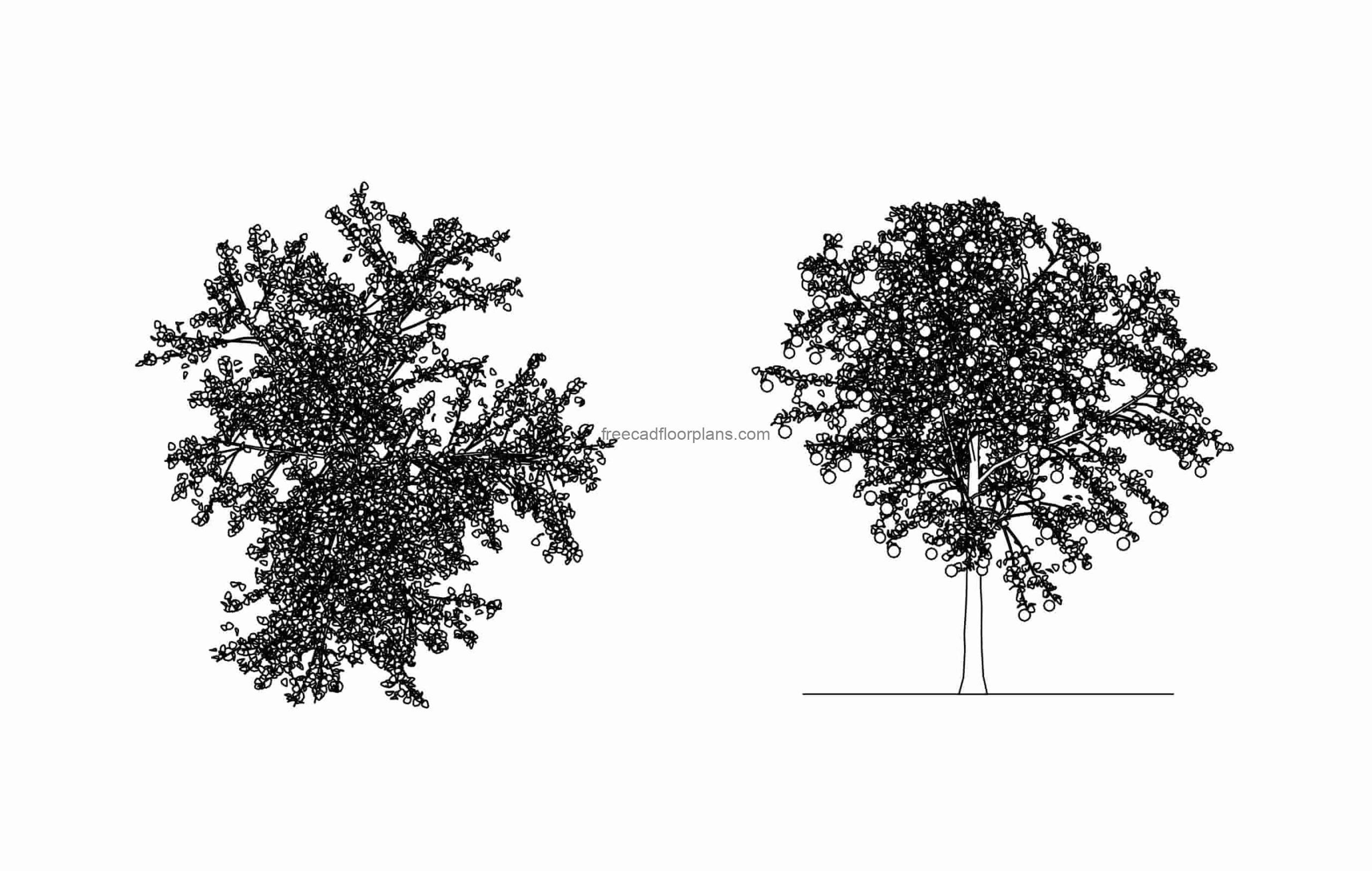 apple tree cad block drawing 2d views plan and front elevations dwg file for free download