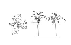 banana tree drawing cad block 2d views elevantion, side and plan, dwg file model for free download