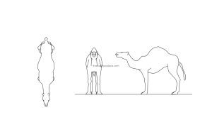 dromedary camel cad block 2d drawing plan and elevations views file in dwg format for free download