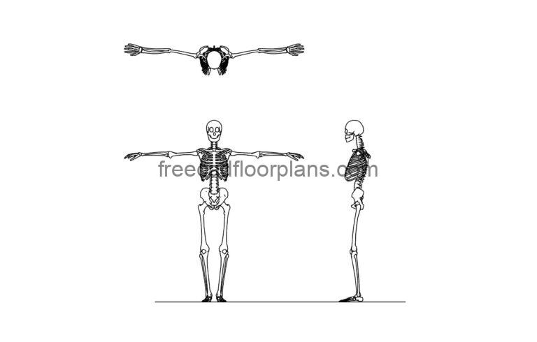 Human Skeleton, AutoCAD Block