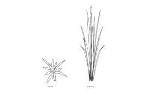 autocad drawing of a cattail plant, 2d views plan and front elevation, dwg file free for download