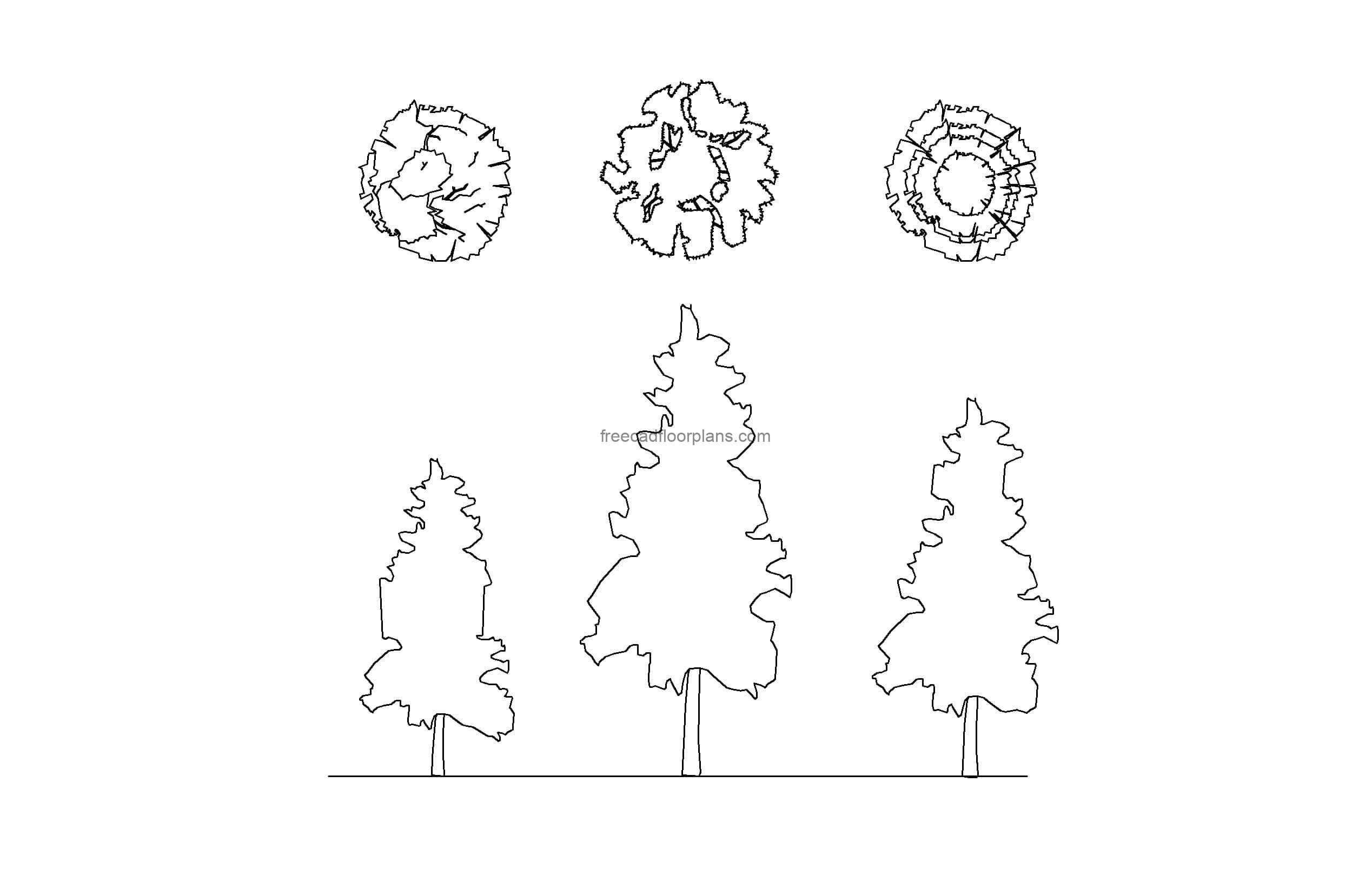 autocad drawing of pines tree plan and elevation 2d views, dwg file free for download