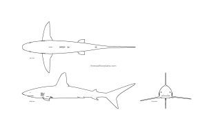 autocad drawing of a shark, plan and elevation 2d views, dwg file free for download