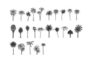 palm trees elevation autocad drawing, 2d views for free download