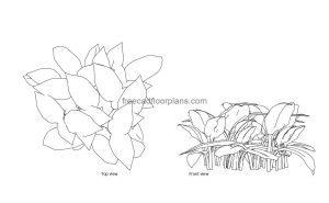 calathea zebrina autocad drawing, plan and elevation 2d views, dwg file free for download