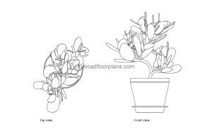 jade plant autocad drawing, plan and elevation 2d views, dwg file free for download