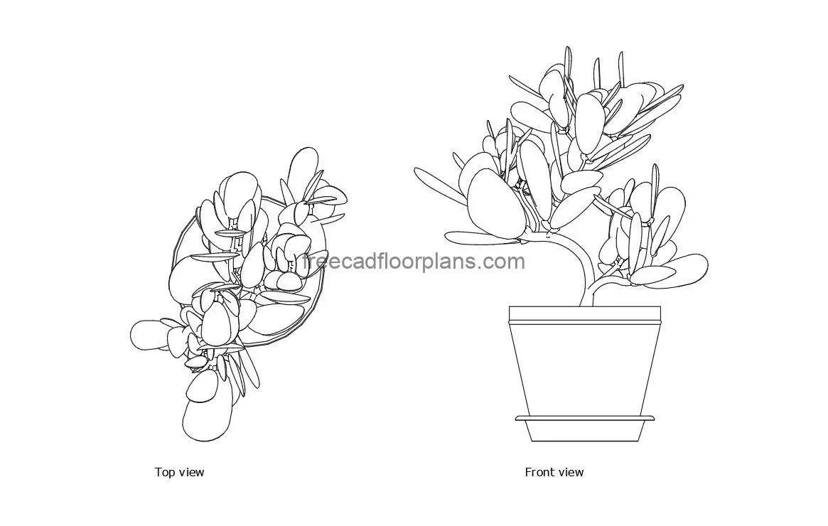 jade plant autocad drawing, plan and elevation 2d views, dwg file free for download