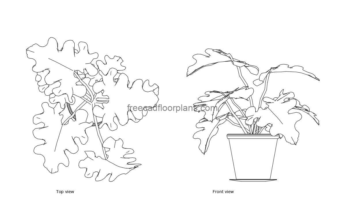 philodendron selloum autocad drawing, plan and elevation 2d views, dwg file free for download