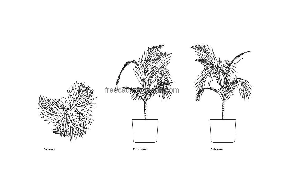 areca palm autocad drawing, plan and elevation 2d views, dwg file free for download