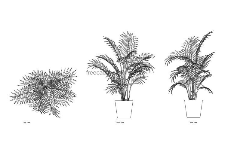 Indoor Areca Palm