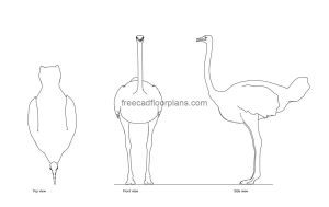 ostrich autocad drawing, plan and elevation 2d views, dwg file free for download